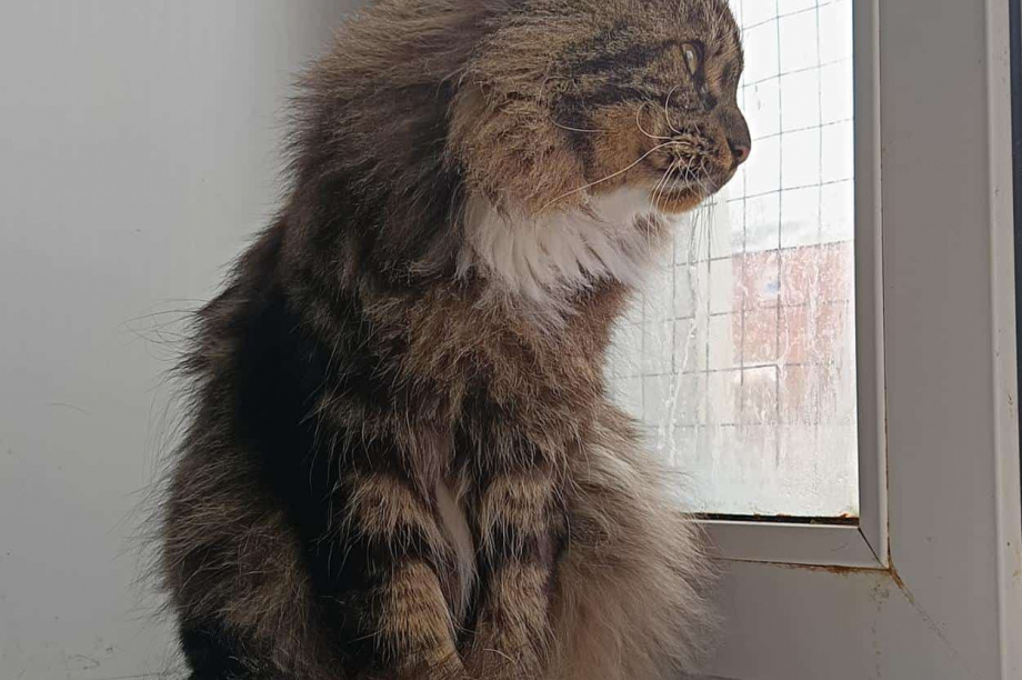 Камчатский приют «Оберег»: спасение для усатых-полосатых братьев. . Фотография 5