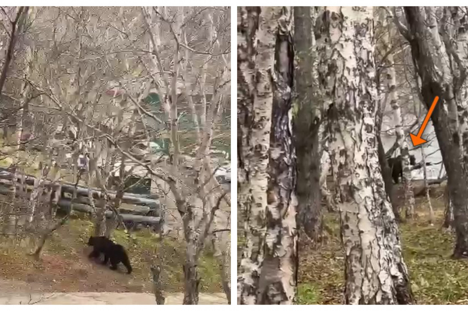 Медведь отстрелен в Петропавловске-Камчатском: ЧП на улице Кирдищева. Фото из соцсетей. Фотография 2