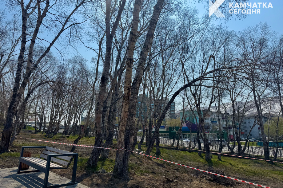 Аварийные деревья в парке Петропавловска-Камчатского заменят на здоровые саженцы. ИА Камчатка. Фотография 1