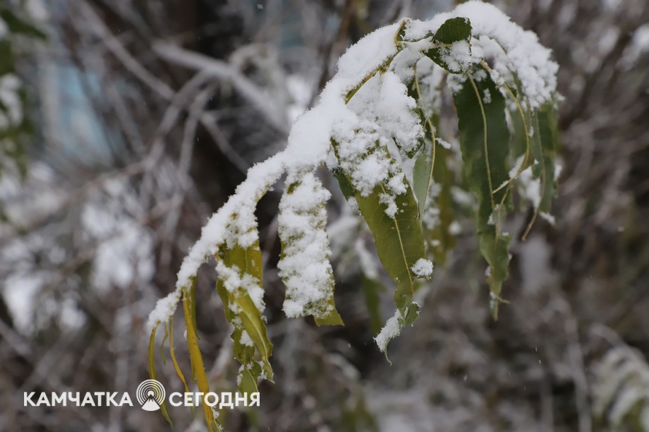 Первый снег выпал в столице Камчатки. Фоторепортаж. Фото: Виктор Гуменюк\ИА "Камчатка". Фотография 16
