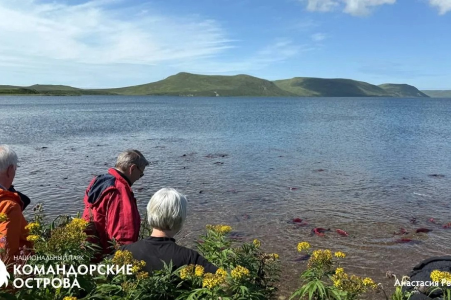На Командорах стартовал нерест нерки. Нацпарк "Командорский острова". Фотография 3