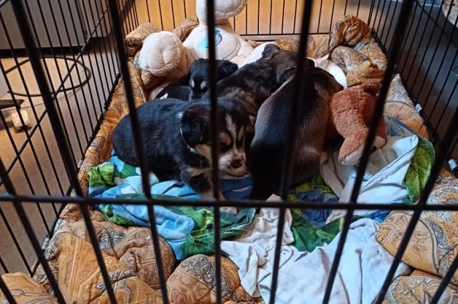 Камчатскому приюту подбросили коробку с домашними щенками. Скрин с видео приюта "Под крылом Кутха". Фотография 3