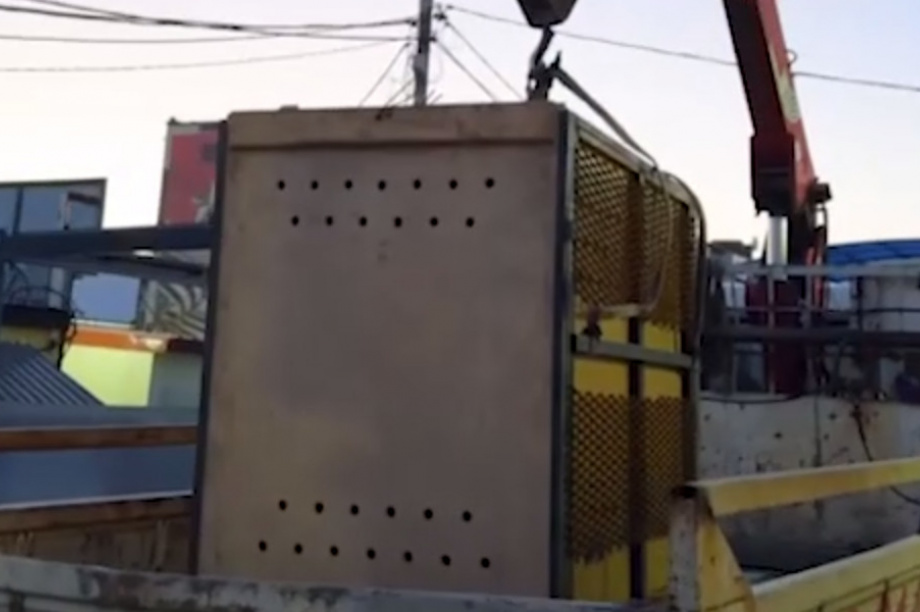 С Камчатки в Москву отправится сегодня осиротевший медвежонок. Фото: скрин с видео из телеграм-канала парка «Земля прайда». Фотография 3