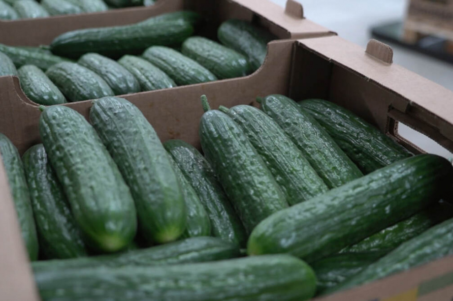 Очередей за камчатскими огурцами станет меньше. Фото: kamgov.ru