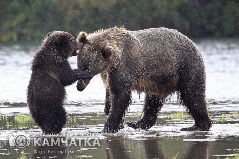 Осиротевшего на Камчатке медвежонка усыновила другая мама-медведица. фото: Виктор Гуменюк