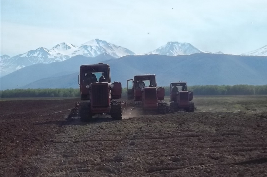  Камчатские аграрии готовы обеспечить регион картофелем и овощами открытого грунта. Фото: kamgov.ru