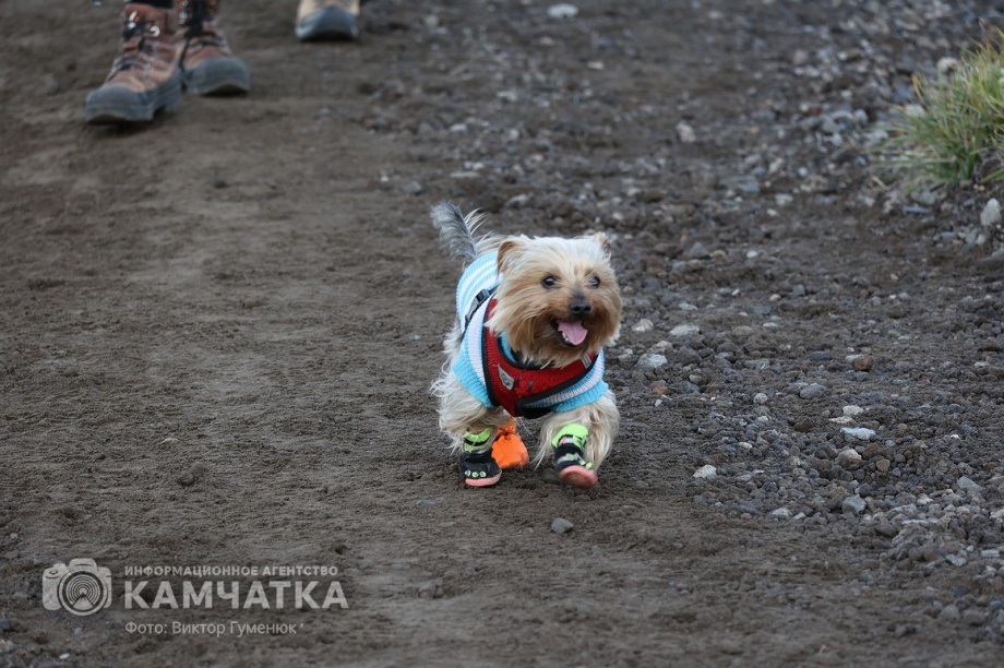 День вулкана на Камчатке собрал почти 2000 восходителей. фото: Виктор Гуменюк. Фотография 51