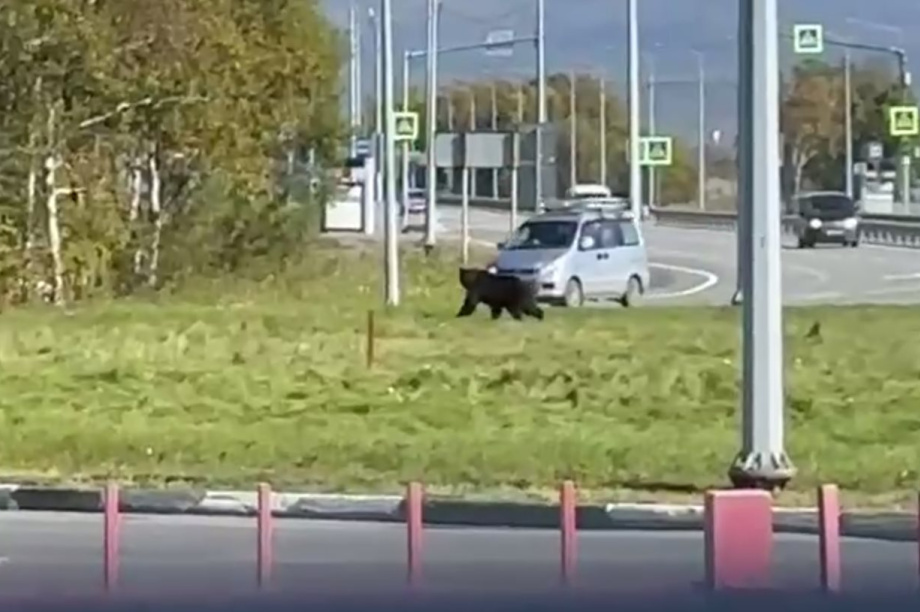 Очевидцы: Он не понял куда попал! Медведь на «кольце». Фото из соцсетей. Фотография 1