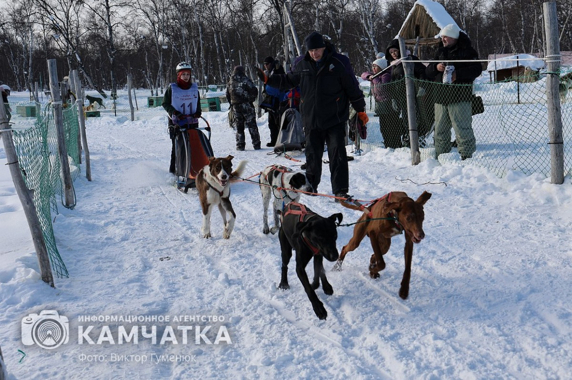 Гонка на собачьих упряжках «Хальч Тхсаном». Фоторепортаж  . Фото: Виктор Гуменюк. Фотография 34