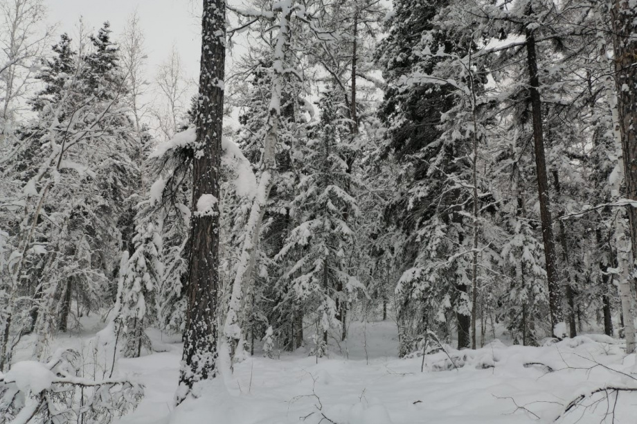 Сотрудники лесного хозяйства Камчатки начали предновогодние рейды против незаконной рубки хвойных деревьев. Фото: пресс-служба правительства Камчатского края