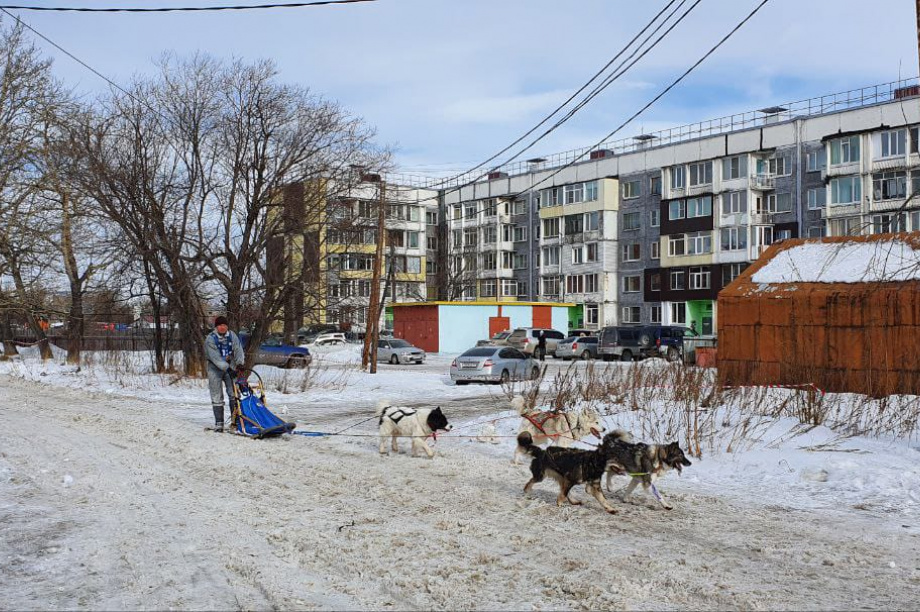 Проходит гонка на собачьих упряжках «Елизовский спринт». Фото: kamgov.ru