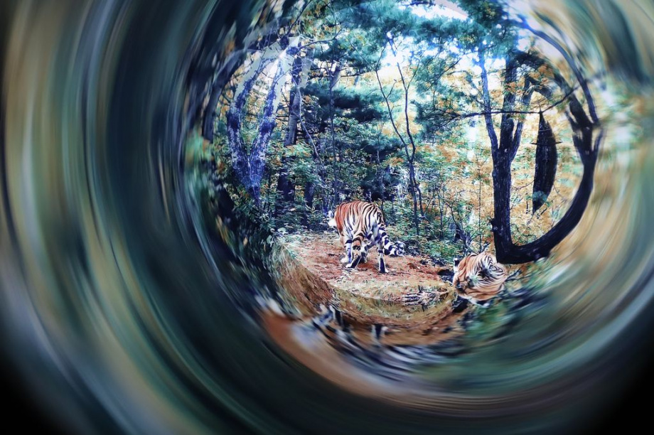 Восточный экономический форум. Фоторепортаж. Фото: Виктор Гуменюк\ИА "Камчатка". Фотография 63