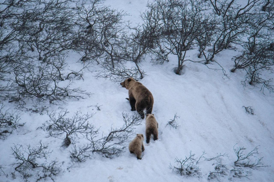 Первые медведи замечены в Паужетском поселении на Камчатке. https://t.me/VallyFromTundra. Фотография 4