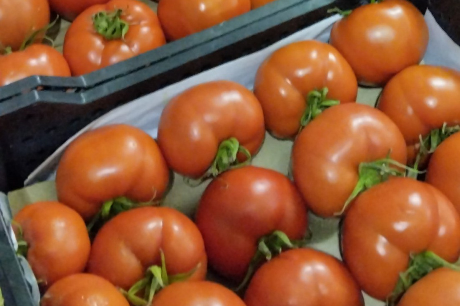 В Петропавловск-Камчатский не пропустили партию узбекских помидоров. Фото: Приморское межрегиональное управление Россельхознадзора