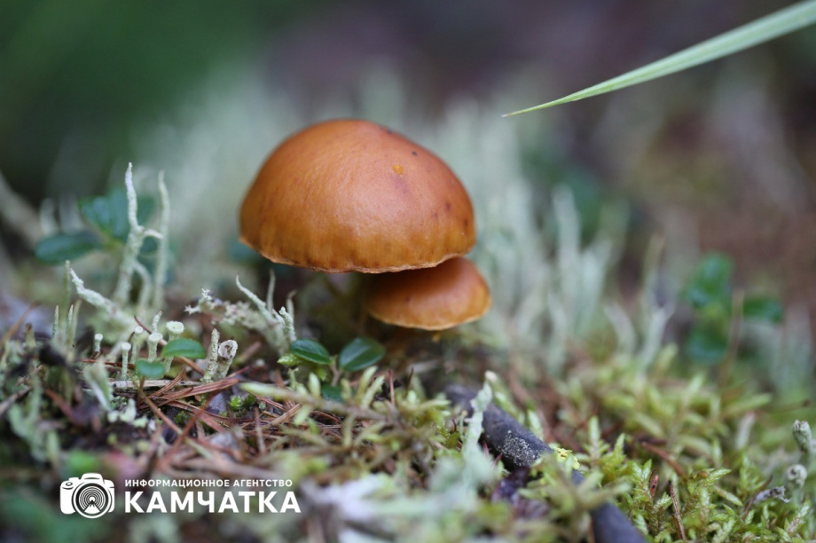 Штраф за незаконный сбор дикоросов грозит жителям Камчатки. Фото: ИА "Камчатка". Фотография 3